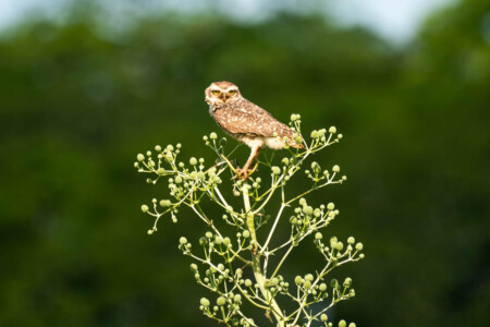 burrowing owls