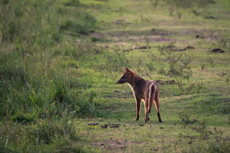 marshes wolf
