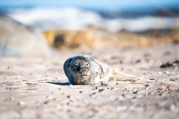 seal cubs in the Baltic sea