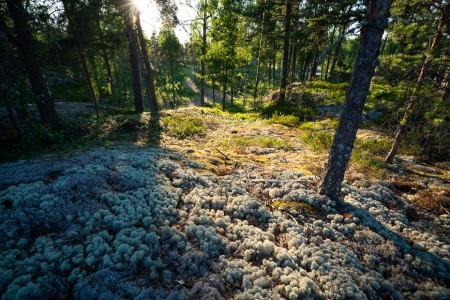 Virvik nature trail