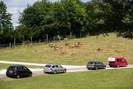 driving in Safari park Dvůr Králové in europe