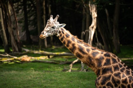 largest African animal zoo in Europe Safari park Dvůr Králové