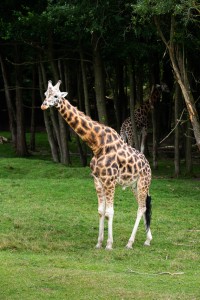 giraffe safari at Safari park Dvůr Králové largest zoos of europe