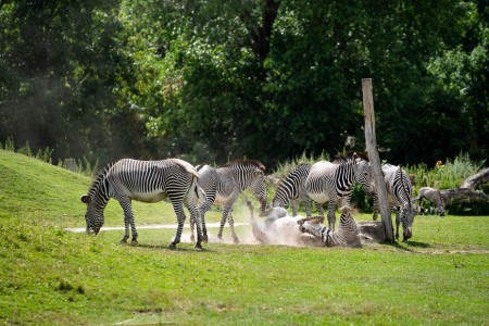 zebras at Safari park Dvůr Králové zoo
