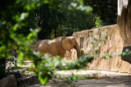 elephant at Safari park Dvůr Králové