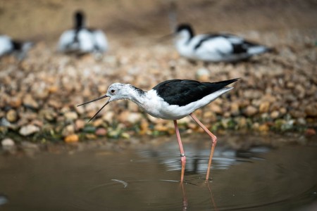 Safari park Dvůr Králové birds